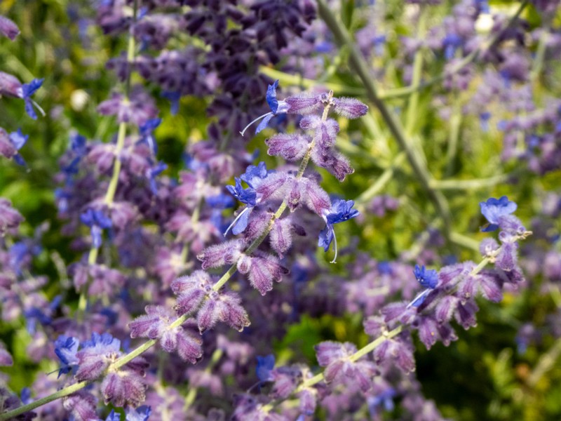 baden-baden-rosarium-15