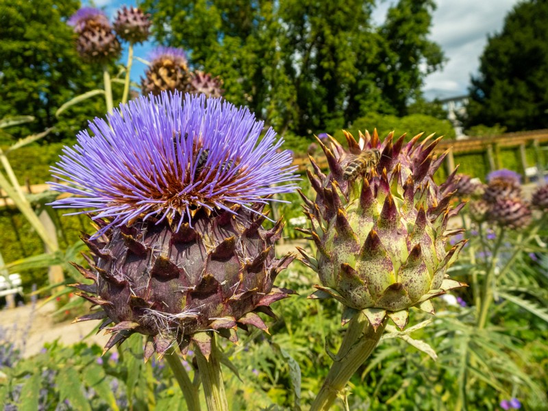 baden-baden-rosarium-18