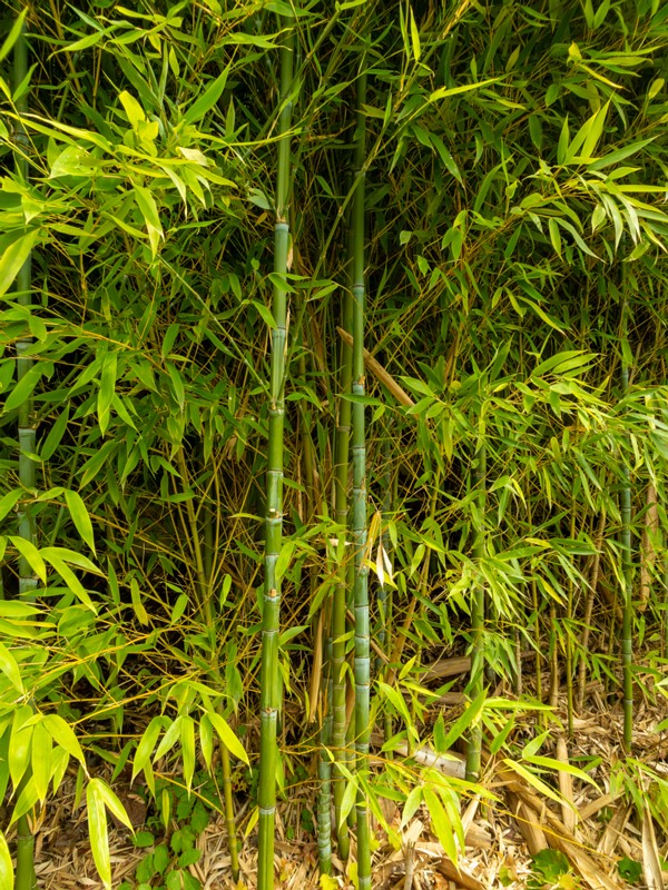 florentin-hill-39