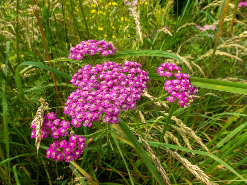 en. Alps yarrow, ru. Тысячелистник расставленный, lat. Achillea distans