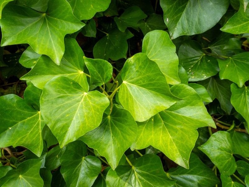 en. Atlantic ivy, ru. Плющ ирландский, lat. Hedera hibernica