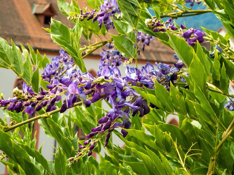 en. Chinese wisteria, ru. Глициния китайская, lat. Wisteria sinensis