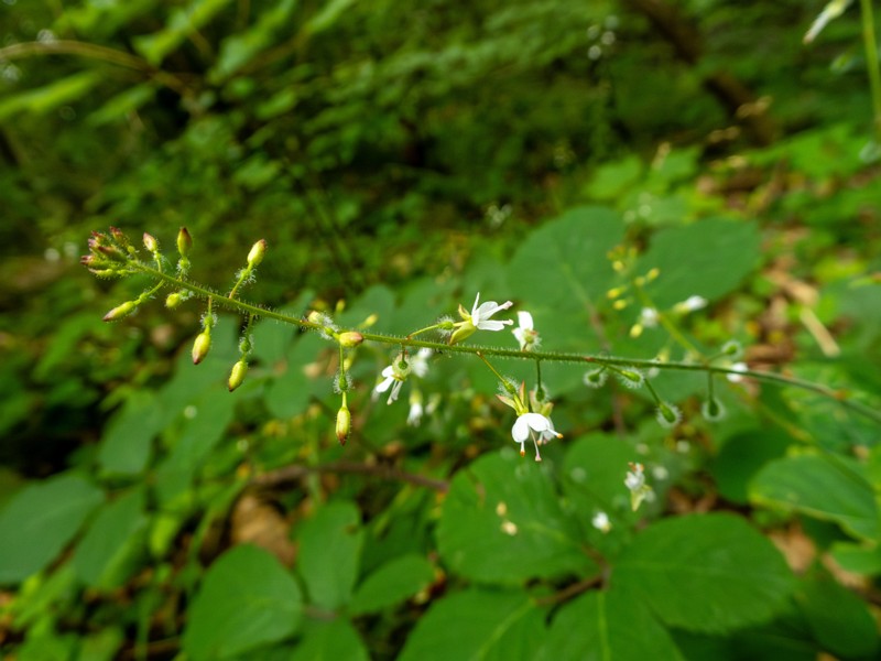 en. Enchanter's nightshade, ru. Двулепестник парижский, lat. Circaea lutetiana