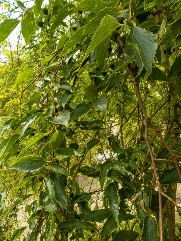 en. European nettle tree, ru. Каркас южный, lat. Celtis australis