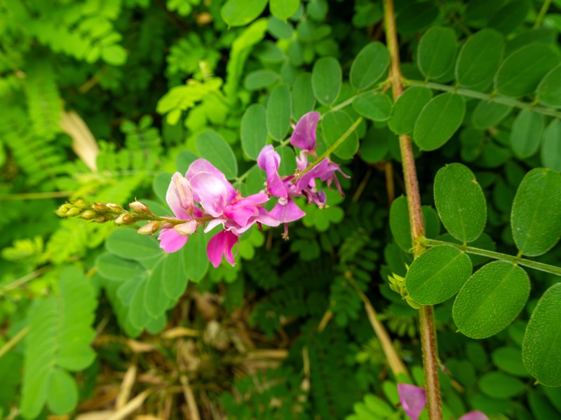 en. Himalayan indigo, ru. Индигофера разноцветковая, lat. Indigofera heterantha