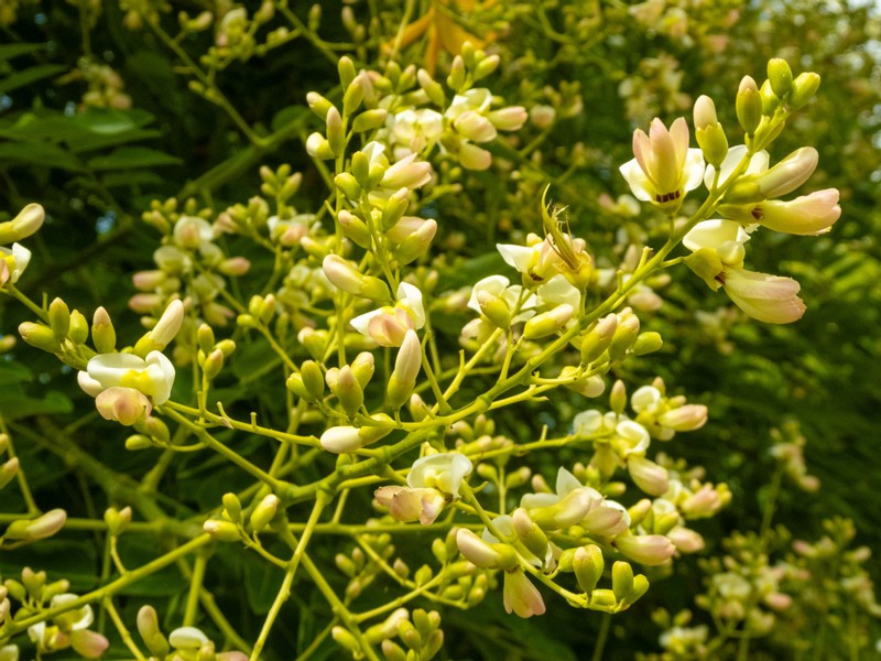 en. Japanese pagoda tree, ru. Софора японская, lat. Styphnolobium japonicum