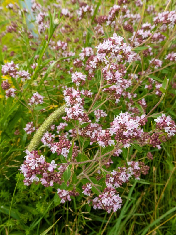 en. Oregano, ru. Душица обыкновенная,  lat. Origanum vulgare