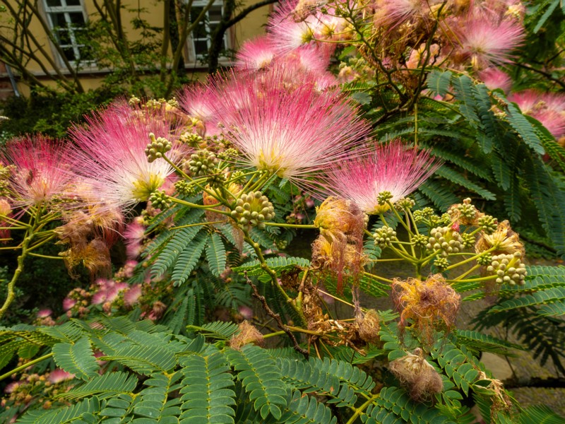 en. Persian silk tree, ru. Альбиция ленкоранская, lat. Albizia julibrissin