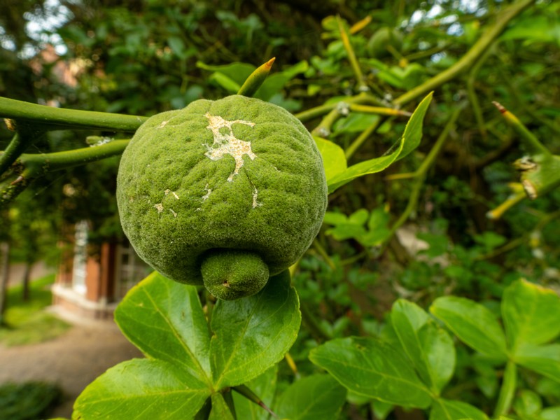 en. Trifoliate orange, ru. Понцирус трифолиата, lat. Poncirus trifoliata