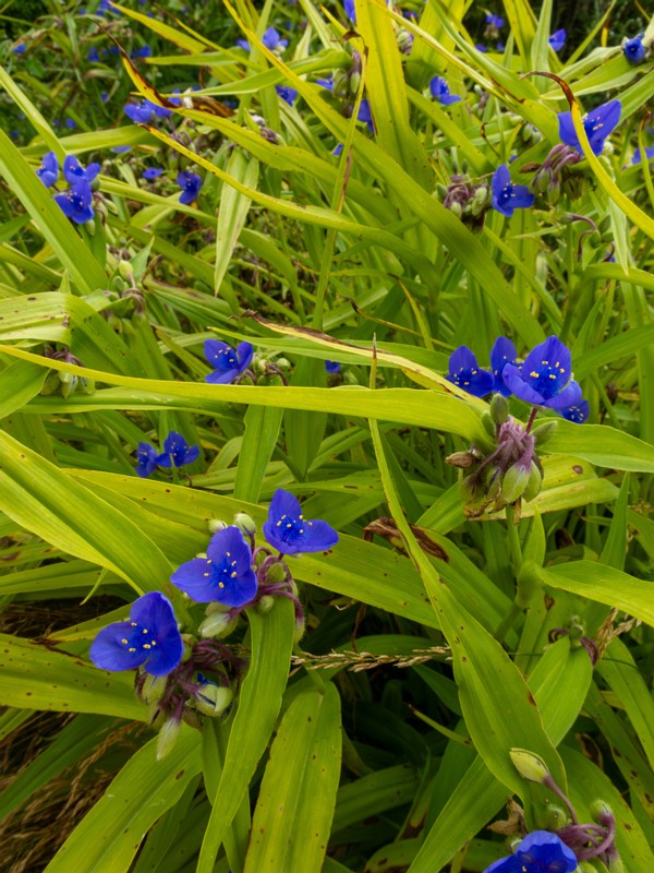 en. Virginia spiderwort, ru. Традесканция виргинская, lat. Tradescantia virginiana