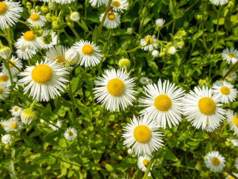 en. annual fleabane, ru. Мелколепестник однолетний, lat. Erigeron annuus