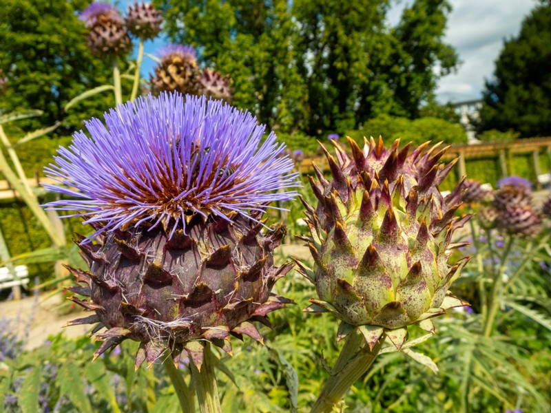 en. artichoke thistle, ru. Артишок настоящий, lat. Cynara cardunculus