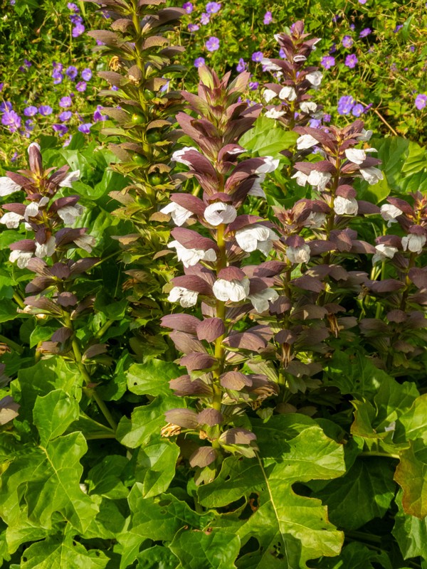 en. bear's breeches, ru. Акант мягкий, lat. Acanthus mollis