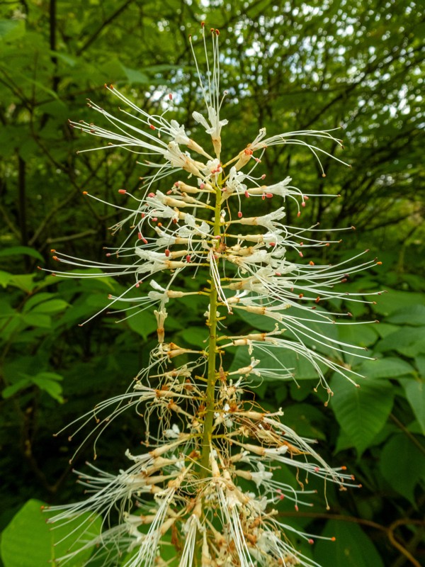 en. bottlebrush buckeye, ru. Конский каштан мелкоцветковый, lat. Aesculus parviflora