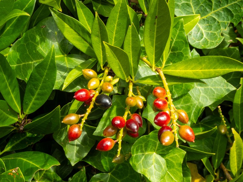 en. cherry laurel, ru. Лавровишня лекарственная, lat. Prunus laurocerasus