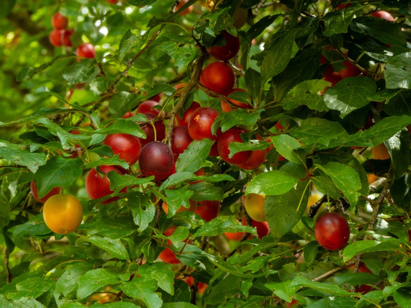 en. cherry plum, ru. Слива вишненосная, lat. Prunus cerasifera