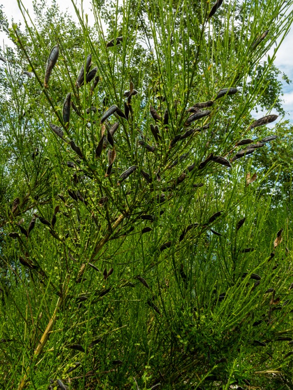 en. common broom, ru. Ракитник венечный, lat. Cytisus scoparius