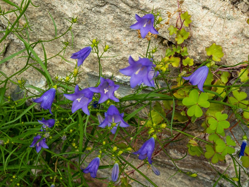 en. common harebell, ru. Колокольчик круглолистный, lat. Campanula rotundifolia