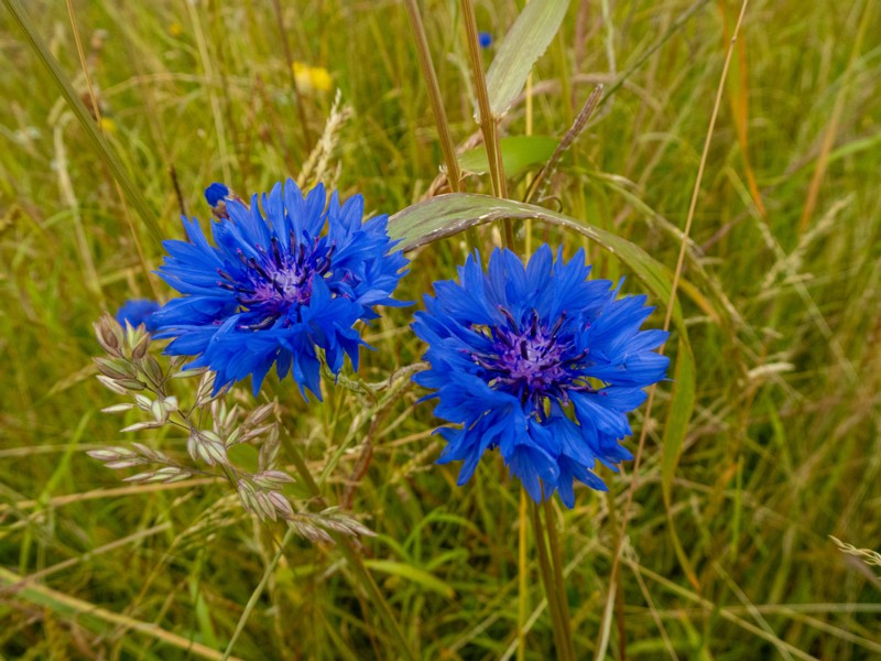 en. cornflower, ru. Василёк синий, lat. Centaurea cyanus