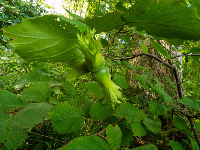 en. filbert, ru. Лещина крупная, lat. Corylus maxima