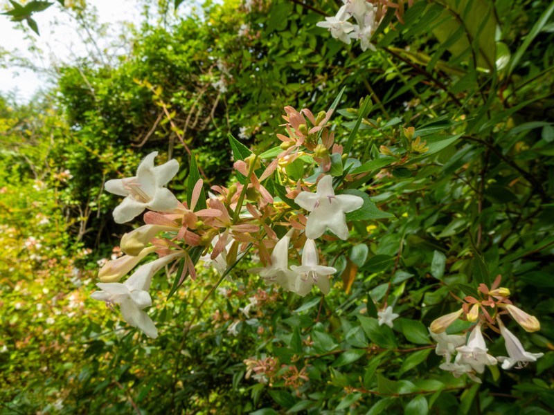 en. glossy abelia, ru. Абелия крупноцветковая, lat. Abelia x grandiflora