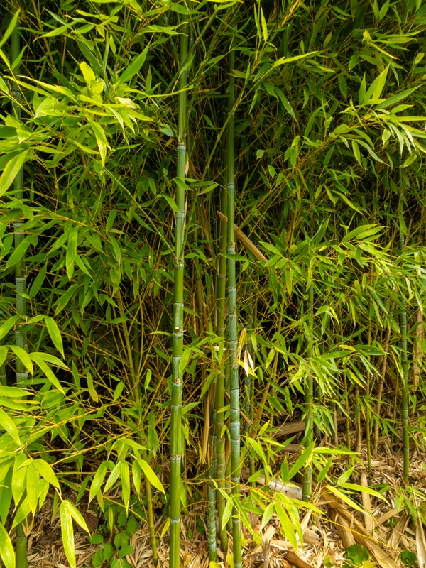 en. golden bamboo, ru. Листоколосник золотой, lat. Phyllostachys aurea