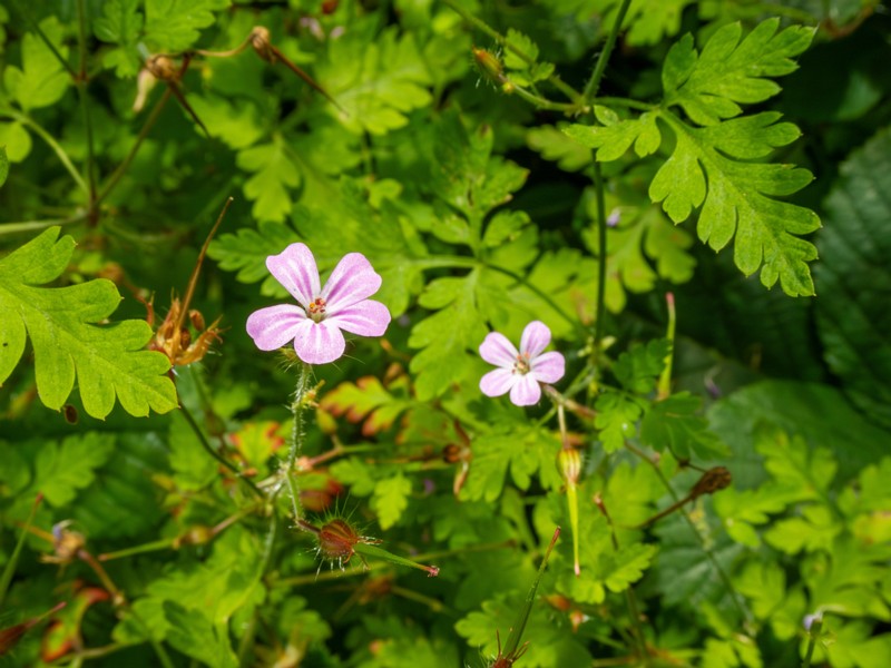 en. herb-Robert, ru. Герань Роберта, lat. Geranium robertianum