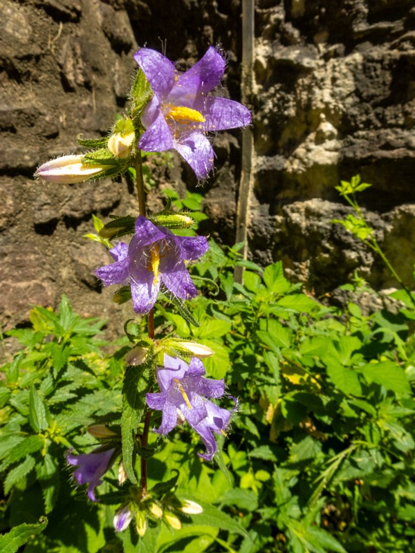 en. nettle-leaved bellflower, ru. Колокольчик крапиволистный, lat. Campanula trachelium