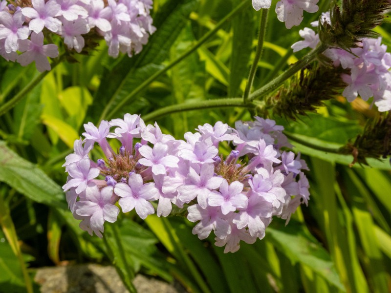 en. slender vervain, ru. Вербена жёсткая, lat. Verbena rigida