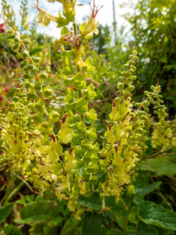 en. wood sage, ru. Дубровник шалфейный, lat. Teucrium scorodonia