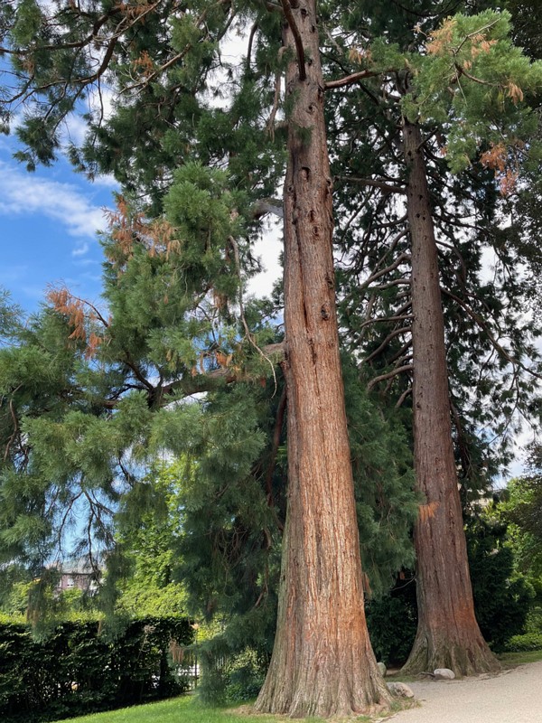 Giant Sequoia